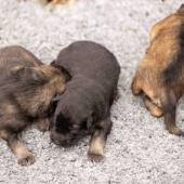 De gauche à droite : le mâle gris argenté charbonné, le mâle noir et argenté et le mâle fauve charbonné