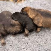 De gauche à droite : le mâle gris argenté charbonné, le mâle noir et argenté et le mâle fauve charbonné