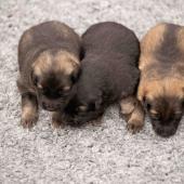 De gauche à droite : le mâle gris argenté charbonné, le mâle noir et argenté et le mâle fauve charbonné