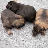 De gauche à droite : le mâle gris argenté charbonné, le mâle noir et argenté et le mâle fauve charbonné