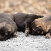 De gauche à droite : le mâle gris argenté charbonné, le mâle noir et argenté et le mâle fauve charbonné