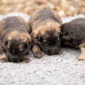 De gauche à droite : les deux femelles fauves charbonnées et la femelle noire et argenté