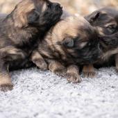 De gauche à droite : les deux femelles fauves charbonnées et la femelle noire et argenté