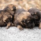 De gauche à droite : les deux femelles fauves charbonnées et la femelle noire et argenté