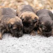 De gauche à droite : les deux femelles fauves charbonnées et la femelle noire et argenté