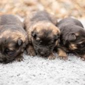 De gauche à droite : les deux femelles fauves charbonnées et la femelle noire et argenté