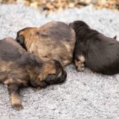 De gauche à droite : les deux femelles fauves charbonnées et la femelle noire et argenté
