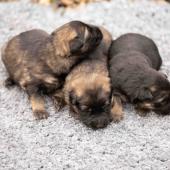 De gauche à droite : les deux femelles fauves charbonnées et la femelle noire et argenté