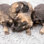 De gauche à droite : les deux femelles fauves charbonnées et la femelle noire et argenté
