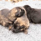De gauche à droite : les deux femelles fauves charbonnées et la femelle noire et argenté