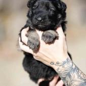 Mâle noir et argenté collier bleu