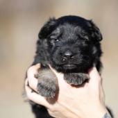 Mâle noir et argenté collier bleu