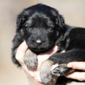 Mâle noir et argenté collier bleu