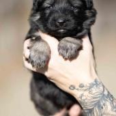 Mâle gris argenté charbonné collier vert