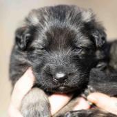 Mâle gris argenté charbonné collier vert