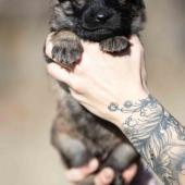 Mâle fauve charbonné collier orange 