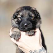 Mâle fauve charbonné collier orange 