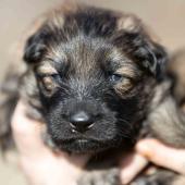 Mâle fauve charbonné collier orange 