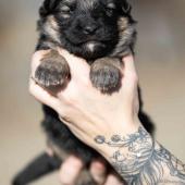 Femelle noire et argenté collier rouge 