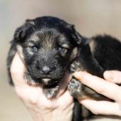 Femelle noire et argenté collier rouge 