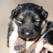 Femelle noire et argenté collier rouge 