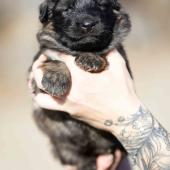 Femelle fauve charbonnée collier violet