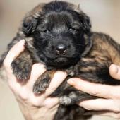 Femelle fauve charbonnée collier violet