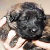 Femelle fauve charbonnée collier violet