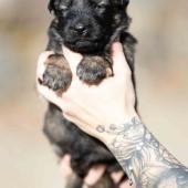 Femelle fauve charbonnée collier noir