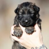 Femelle fauve charbonnée collier noir