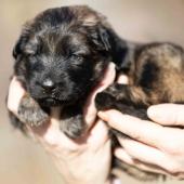 Femelle fauve charbonnée collier noir