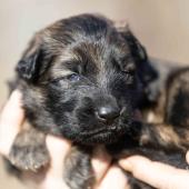 Femelle fauve charbonnée collier noir