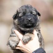 Femelle collier violet