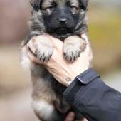 Mâle collier orange
