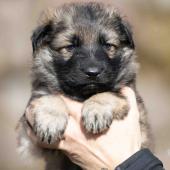 Mâle collier orange