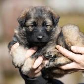 Mâle collier orange