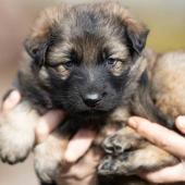 Mâle collier orange