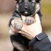 Femelle collier rouge