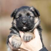 Femelle collier rouge