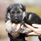 Femelle collier rouge
