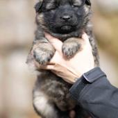 Femelle collier violet