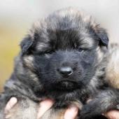 Femelle collier violet