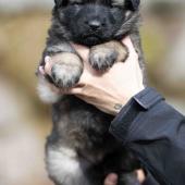 Femelle collier noir