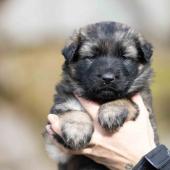 Femelle collier noir