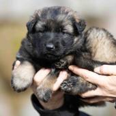 Femelle collier noir