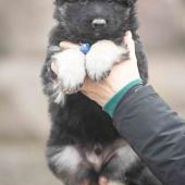 Mâle noir et argenté collier bleu