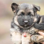 Femelle noire et feu collier rouge