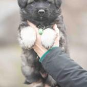 Mâle gris argenté charbonné collier vert