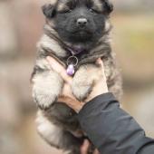 Femelle fauve charbonnée collier violet