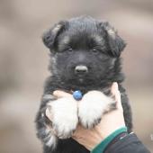 Mâle noir et argenté collier bleu